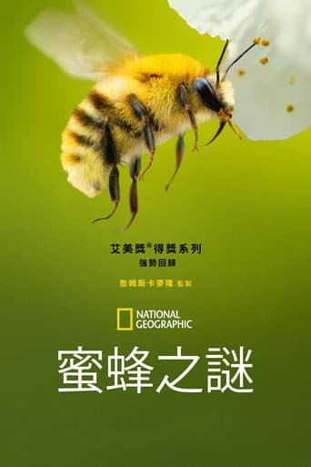 蜜蜂之謎