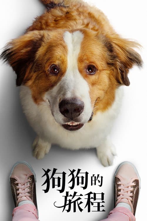 狗狗的旅程