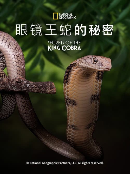 眼鏡王蛇的秘密